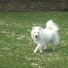 Dansk Spids Snoopy