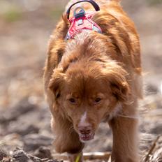 Nova scotia duck tolling retriever Diva