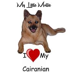 Blanding af racer Designerhund Cairanian - Mollie