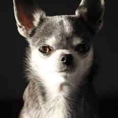 Chihuahua Chihuanas Blueberry Yum Yum - Evee