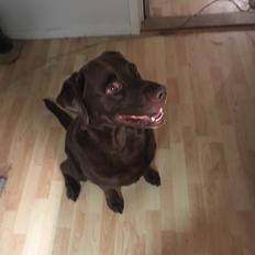 Labrador retriever Palle