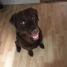 Labrador retriever Palle