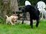 Labrador retriever Tonic