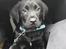 Labrador retriever Bubbi