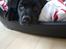 Labrador retriever Bubbi