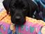 Labrador retriever Bubbi