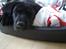 Labrador retriever Bubbi