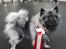 Keeshond Asdis - House of Keesgaard A Silver Past 