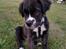 Renascence Bulldogge Kygo