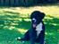 Renascence Bulldogge Kygo