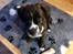 Renascence Bulldogge Kygo