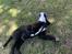 Renascence Bulldogge Kygo