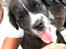 Renascence Bulldogge Kygo