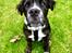 Renascence Bulldogge Kygo