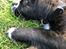 Renascence Bulldogge Kygo