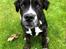 Renascence Bulldogge Kygo