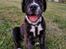 Renascence Bulldogge Kygo