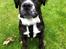 Renascence Bulldogge Kygo