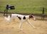 Borzoi Pony