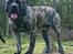 Perro de Presa Canario Diego - Qubera Recinto's Demon Hunter 