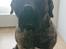 Perro de Presa Canario Diego - Qubera Recinto's Demon Hunter 