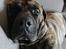 Perro de Presa Canario Diego - Qubera Recinto's Demon Hunter 