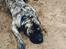 Perro de Presa Canario Diego - Qubera Recinto's Demon Hunter 