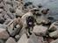 Perro de Presa Canario Diego - Qubera Recinto's Demon Hunter 