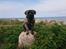 Perro de Presa Canario Diego - Qubera Recinto's Demon Hunter 