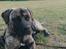 Perro de Presa Canario Diego - Qubera Recinto's Demon Hunter 
