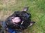 Perro de Presa Canario Diego - Qubera Recinto's Demon Hunter 
