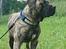 Perro de Presa Canario Diego - Qubera Recinto's Demon Hunter 