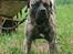 Perro de Presa Canario Diego - Qubera Recinto's Demon Hunter 