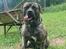 Perro de Presa Canario Diego - Qubera Recinto's Demon Hunter 