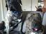 Perro de Presa Canario Diego - Qubera Recinto's Demon Hunter 