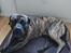 Perro de Presa Canario Diego - Qubera Recinto's Demon Hunter 