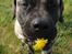 Perro de Presa Canario Diego - Qubera Recinto's Demon Hunter 
