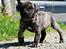 Perro de Presa Canario Diego - Qubera Recinto's Demon Hunter 
