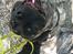 Perro de Presa Canario Diego - Qubera Recinto's Demon Hunter 
