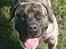 Perro de Presa Canario Diego - Qubera Recinto's Demon Hunter 