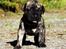 Perro de Presa Canario Diego - Qubera Recinto's Demon Hunter 