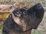 Perro de Presa Canario Diego - Qubera Recinto's Demon Hunter 