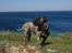 Perro de Presa Canario Diego - Qubera Recinto's Demon Hunter 