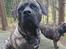 Perro de Presa Canario Diego - Qubera Recinto's Demon Hunter 