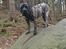 Perro de Presa Canario Diego - Qubera Recinto's Demon Hunter 