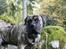 Perro de Presa Canario Diego - Qubera Recinto's Demon Hunter 