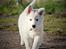 Hvid Schweizisk Hyrdehund Coco