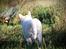 Hvid Schweizisk Hyrdehund Coco