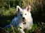 Hvid Schweizisk Hyrdehund Coco
