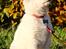 Hvid Schweizisk Hyrdehund Coco